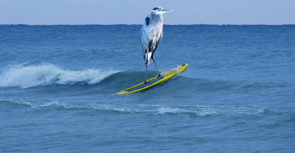 Great Blue Heron on paddle board.