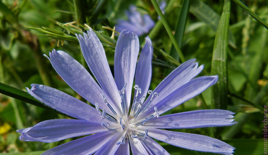 Common Chicory flower