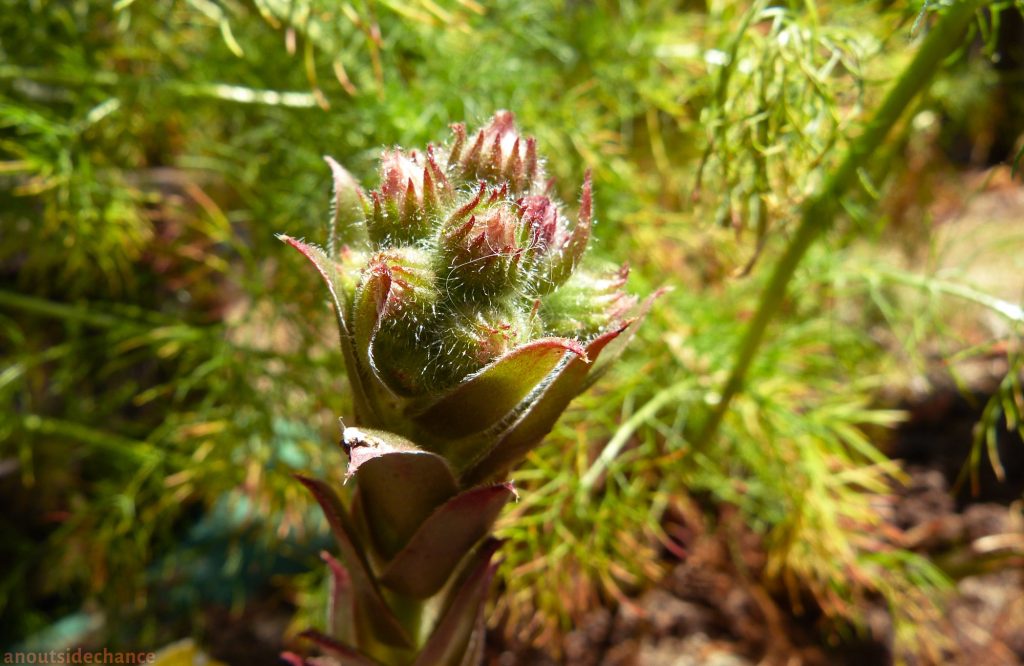 Hens and Chicks flower bud