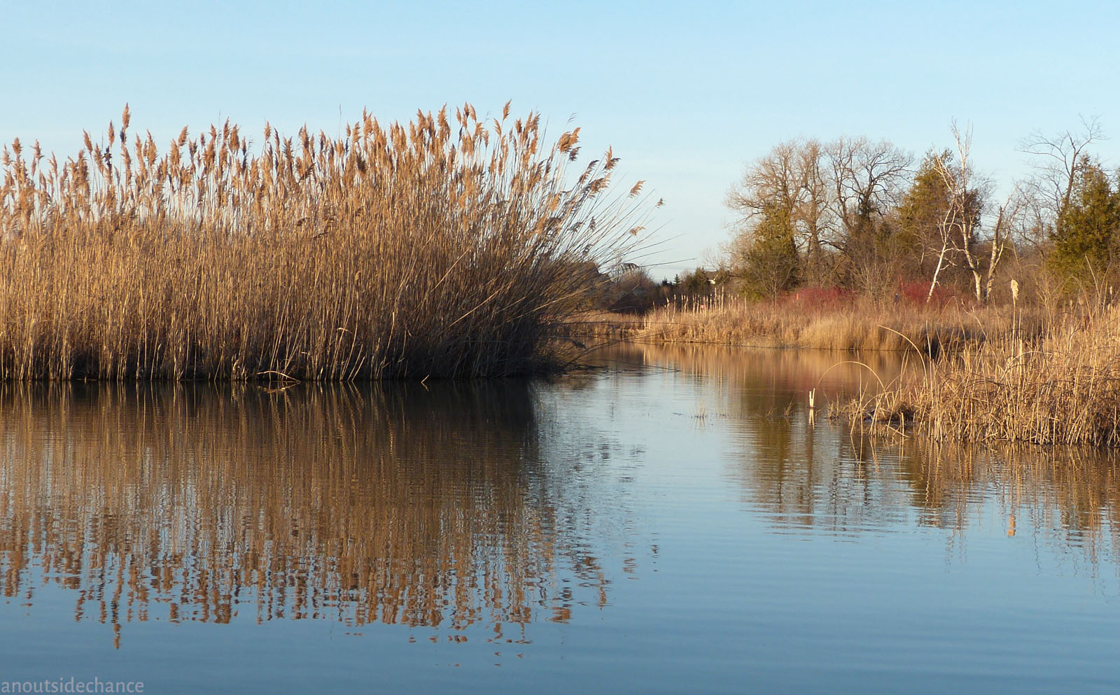 Top photo: a stand of phragmites in Westside Marsh, photographed in April 2...