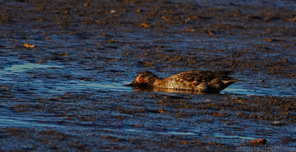 Green-Winged Teal feeds on mudflat