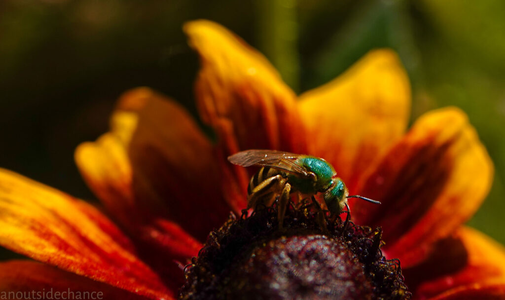 Green Metallic Sweat Bee on Rudbeckia