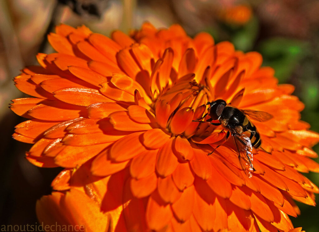 Hoverfly on Calendula