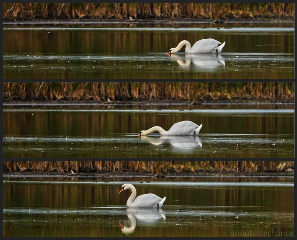 Mute Swan on marsh